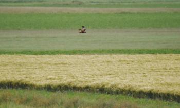 Bruine kiekendief (mannetje) boven vogelakker